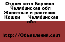 Отдам кота Барсика - Челябинская обл. Животные и растения » Кошки   . Челябинская обл.